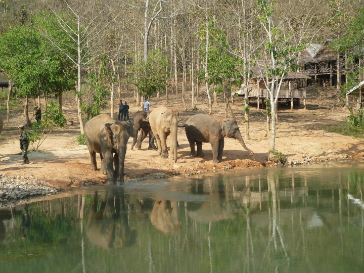 Elephant Conservation Centre,&nbsp;Laos