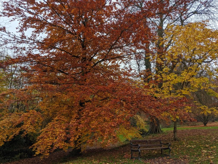 The last colours of&nbsp;Autumn