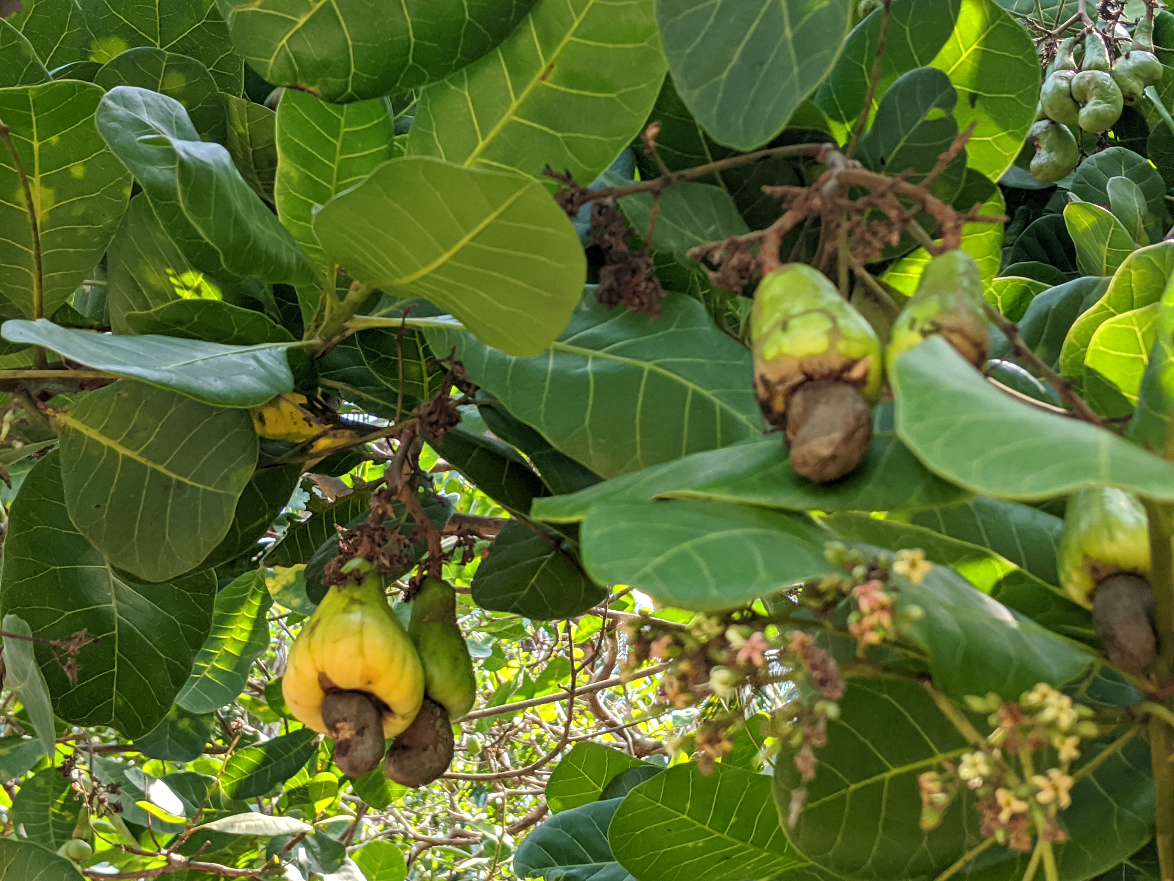 Cashew nut tree