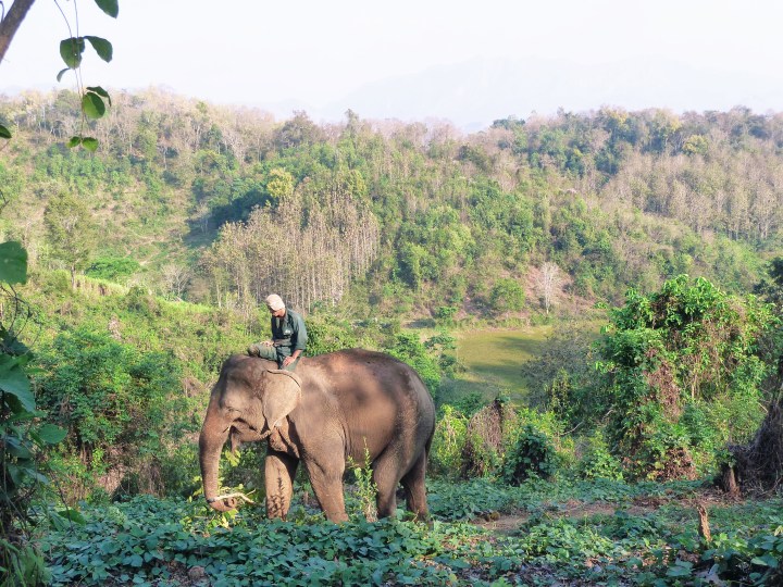 Elephant Conservation Centre Laos